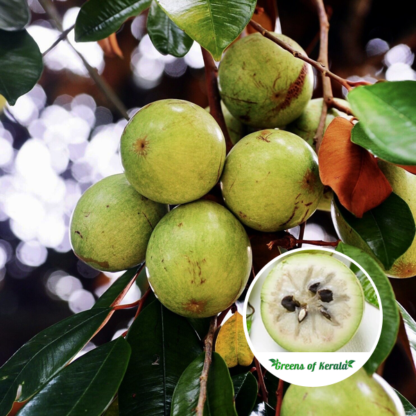 Star Apple Green – Grafted (લીલું સ્ટાર એપલ કલમ)
